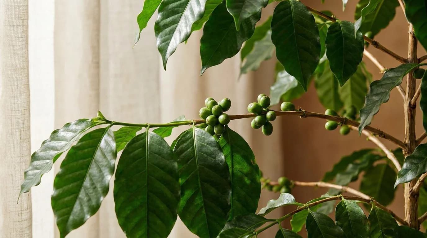 A close-up of coffee plant leaves and a cluster of green coffee cherries on branches, soft dappled natural light, botanical detail, minimal composition